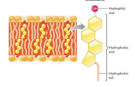 <p>in the cell membrane; <strong>regulate membrane fluidity</strong></p><p>l<strong>ow temperatures = increased fluidity</strong>, preventing crystalization</p><p><strong>high temperatures = decreased fluidity</strong>, preventing membrane from letting everything through</p>