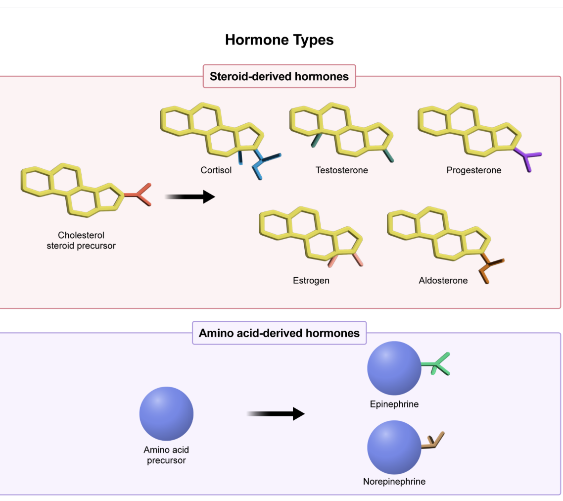 <p>cholestrol </p><p><span style="line-height: 1.6em; font-size: inherit;"><strong>DAT Pro-Tip:&nbsp;</strong><u>Steroid hormones</u>&nbsp;can freely pass through the plasma membrane because their four-ring structure makes them hydrophobic. Their receptors are found in the nucleus or the cytoplasm.</span></p><p></p><p><em>A. Polypeptide</em></p><p>Polypeptides are chains of amino acids that form proteins<strong>&nbsp;</strong>or peptide hormones like insulin. Protein hormones bind to receptors on the plasma membrane.</p><p></p><p><em>C. Tyrosine</em></p><p>Tyrosine is an amino<strong>&nbsp;</strong>acid that serves as a precursor of neurotransmitters like dopamine, norepinephrine, and epinephrine. It does <em>not&nbsp;</em>play a direct role in the synthesis of steroid hormones.</p><p></p><p><em>D. Triglycerides</em></p><p>Lipids within the body are often transported or stored as <span style="line-height: 1.6em; font-size: inherit;">triglycerides</span>, which are composed of a glycerol backbone and three fatty acid chains. Triglycerides are <em>not&nbsp;</em>precursors of steroid hormones.</p><p></p><p><em>E. Ribose</em></p><p>Ribose is a five-carbon sugar that forms part of the backbone of nucleotides. It is used in DNA, RNA, ATP, and other important molecules to help store and transfer genetic information and energy in cells.</p><p></p>