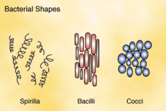 <p>Bacilli</p><p>Cocci</p><p>Spirrila</p>