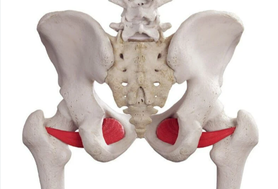 <p>lateral rotation</p><p>hip adduction (flexion)</p><p>stabilizes hip joint</p>