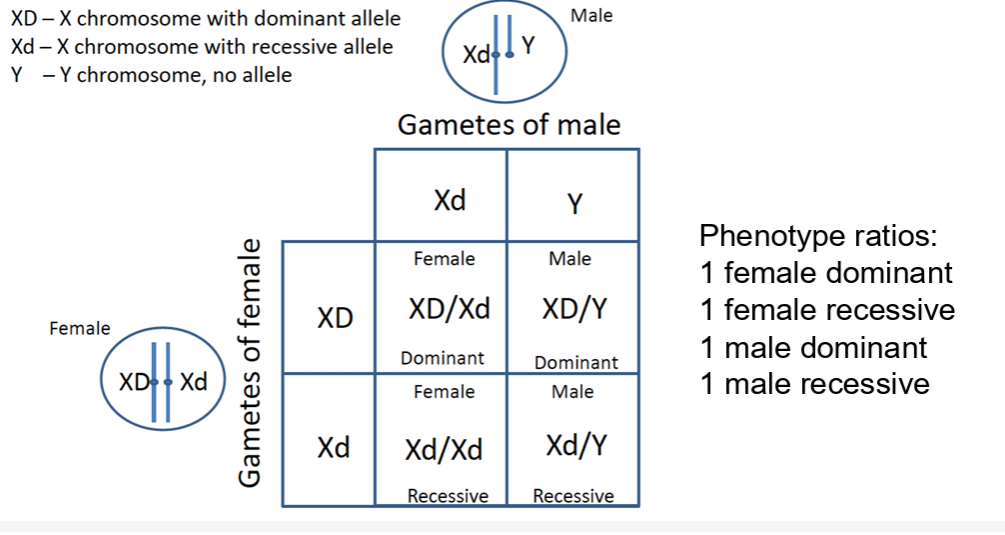 <ul><li><p>as with autosomal dominant inhertance only only dominant allele is required for the phenotype to be displayed</p></li><li><p>with X linked dominant disorders the sex of the offpsring doesnt make much difference to the phenotype outcome</p></li><li><p>the individual will display th ephenoytype if they inherit the dominant allele, whatever their sex.</p></li></ul><p></p>