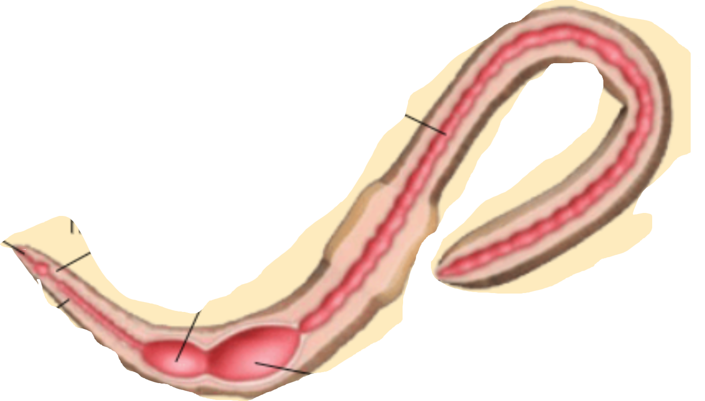<p>Quin animal és? I digues els òrgans i processos digestius d’ell.</p>
