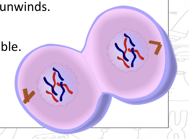 <ul><li><p>two sets of chromosomes form clusters at poles of cell </p></li><li><p>chromosomes de-condense, chromatids unwind </p></li><li><p>new nuclear envelope reforms </p></li><li><p>nucleoli reform, spindles dis-assemble </p></li></ul><p></p>