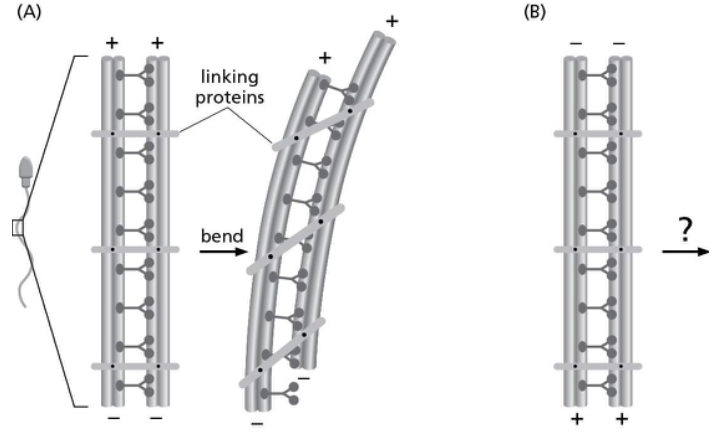 <p><span><strong>Figure 17-4A shows how the movement of dynein causes a sperm cell’s flagellum to bend. If the polarity of the adjacent doublets of microtubules is reversed (see Figure 17-4B), what do you predict would happen?</strong></span></p>
