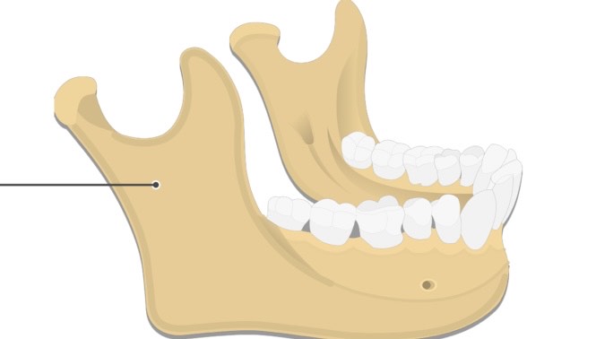 <p>An arm-like bar of bones that makes an angle</p>