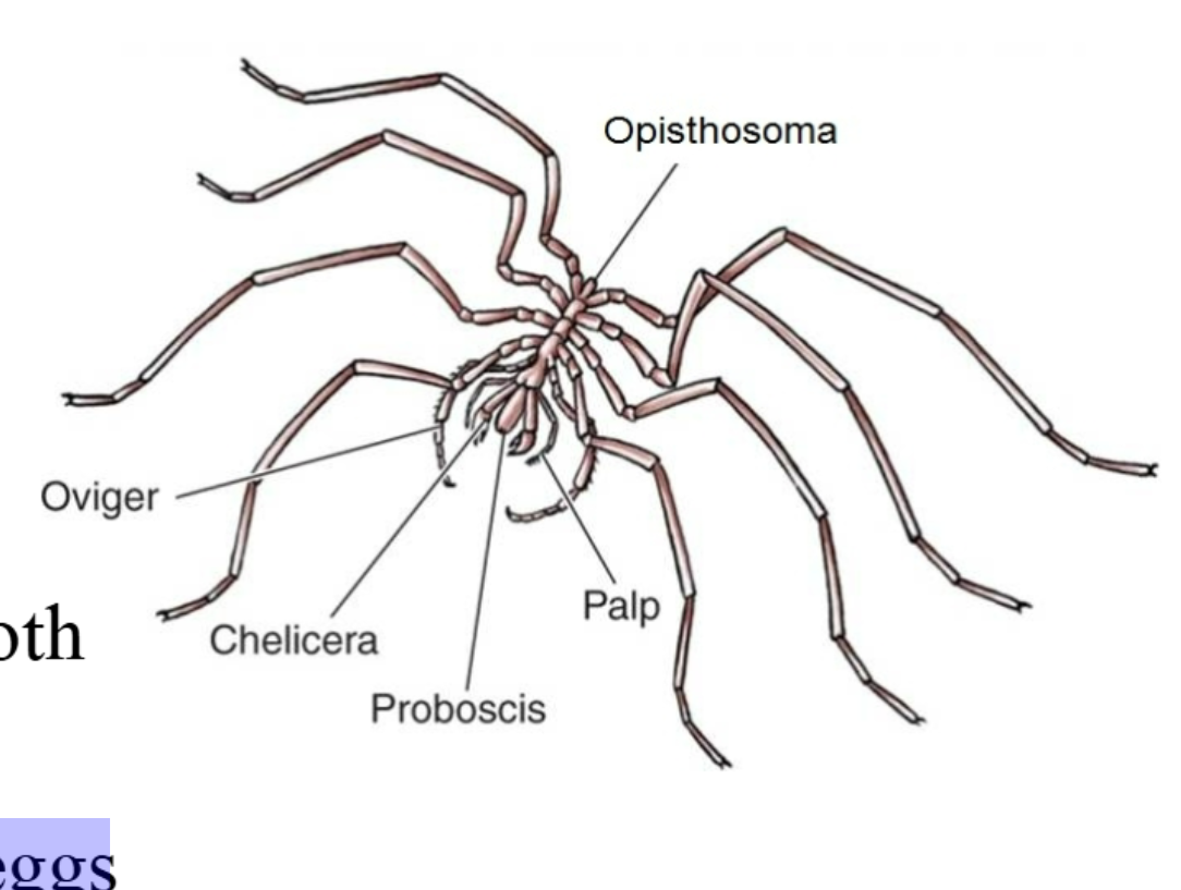 <p>Ovigers</p><p>• Males use ovigers for carrying eggs</p>