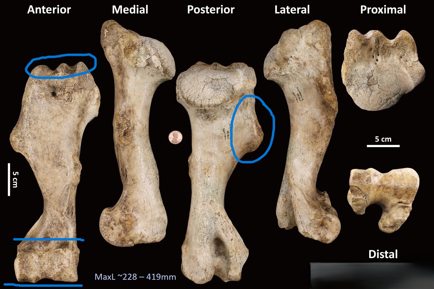 <ul><li><p>small peaks at proximal end</p></li><li><p>spool is ‘parallel’</p></li><li><p>deltoid tuberosity</p></li></ul><p></p><p>horse humerus </p><p></p>