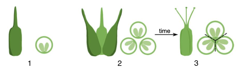 <p>2 ; Number of pistils and carpels</p>