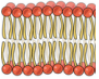 <p>a phospholipid has:</p><p>A <strong>hydrophilic </strong>(polar) head that is</p><p>attracted to water</p><p>Two <strong>hydrophobic </strong>(non-polar)</p><p>tails that repel water</p><p>In a bilayer, phospholipids form <strong>two</strong></p><p><strong>layers</strong> with<strong> heads on the outside</strong> and</p><p><strong>tails on the inside.</strong></p>