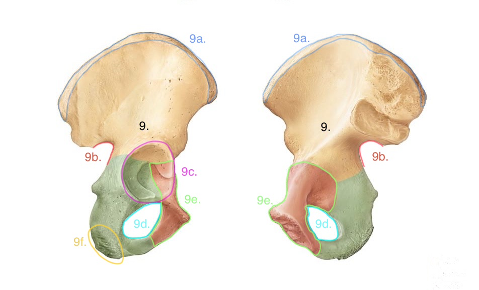 <p>9d.</p>