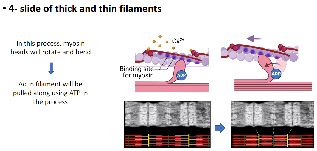 <p><strong>Myosin Action</strong><br> <strong>Myosin heads</strong> rotate and bend during contraction<br> Attach to <strong>actin filaments</strong> and pull them</p><p><strong>ATP Role</strong><br> <strong>ATP</strong> provides the <strong>energy</strong> for myosin movement and filament sliding</p><p><strong>Effect on Filaments</strong><br> <strong>Thin (actin) and thick (myosin) filaments slide past each other</strong><br> Shortens the <strong>sarcomere</strong>, generating <strong>muscle contraction</strong></p><p><strong>Key Point</strong><br> <strong>ATP-powered myosin movement</strong> causes <strong>actin–myosin sliding</strong>, which <strong>shortens the sarcomere and contracts the muscle</strong>)</p>
