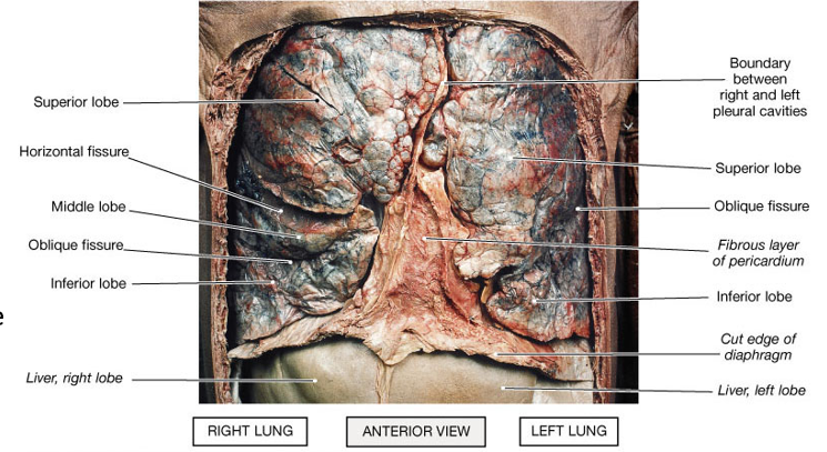 <ul><li><p>The right lung has three lobes </p><ul><li><p>Superior</p></li><li><p>Middle</p></li><li><p>Inferior </p></li><li><p>Fissures</p><ul><li><p>Horizontal Fissure </p><ul><li><p>Separates the superior from the middle lobe</p></li></ul></li><li><p>Oblique Fissure</p><ul><li><p>Separates the middle from the inferior lobe </p></li></ul></li></ul></li></ul></li><li><p>The left lung has two lobes </p><ul><li><p>Superior</p></li><li><p>Inferior </p></li><li><p>Fissures</p><ul><li><p>Oblique</p><ul><li><p>Separates the superior from the inferior lobe</p></li></ul></li></ul></li></ul></li><li><p>Each secondary (lobar) bronchus supplies one lobe </p></li></ul><p></p>