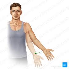 <p>Movement of a limb or body structure towards the midline of the body.</p>