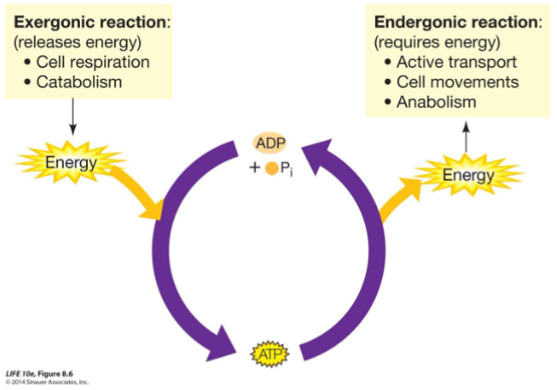 <p>• It releases a relatively large amount of energy when hydrolyzed. </p><p>• It can donate a phosphate group to different molecules that gain some of the energy that was stored in the ATP. </p><p>• It can be converted into a building block for nucleic acids.</p>