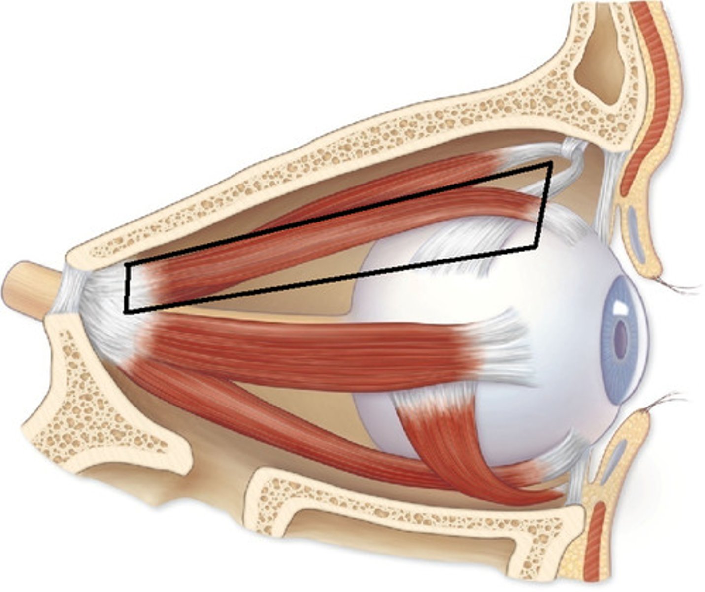<p>elevates eye and turns it medially, controlling cranial nerve: III occulomotor</p>