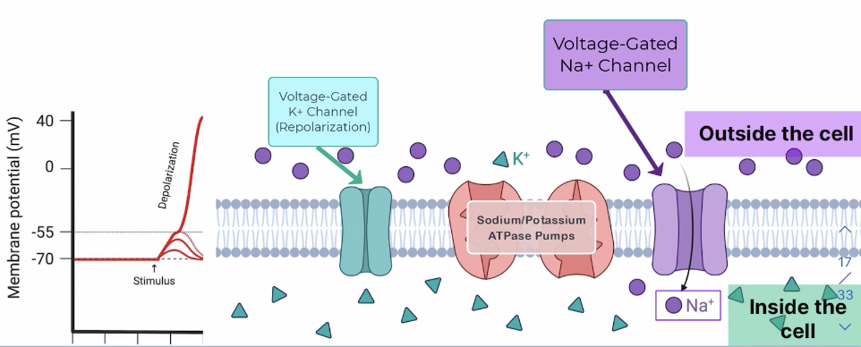 <p>Stimulated neurons depolarize IF the threshold potential is reached (-55 mV), causing some Na+ to flow back into the cell as voltage-gated Na+ channels open</p><p>Voltage-Gated Calcium Channels open (Ca2+ enters the cell), and large influx in Ca2+ triggers exocytosis of NTs; synaptic vesicles house NTs bind to the plasma membrane to initiate exocytosis</p>