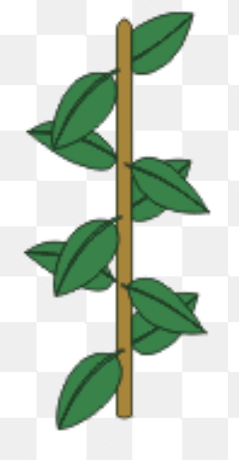 <p>Leaf Arrangement</p>