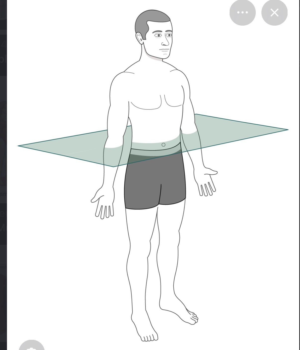 <p>A plane that divides the body into superior (upper) and inferior (lower) portions. </p>