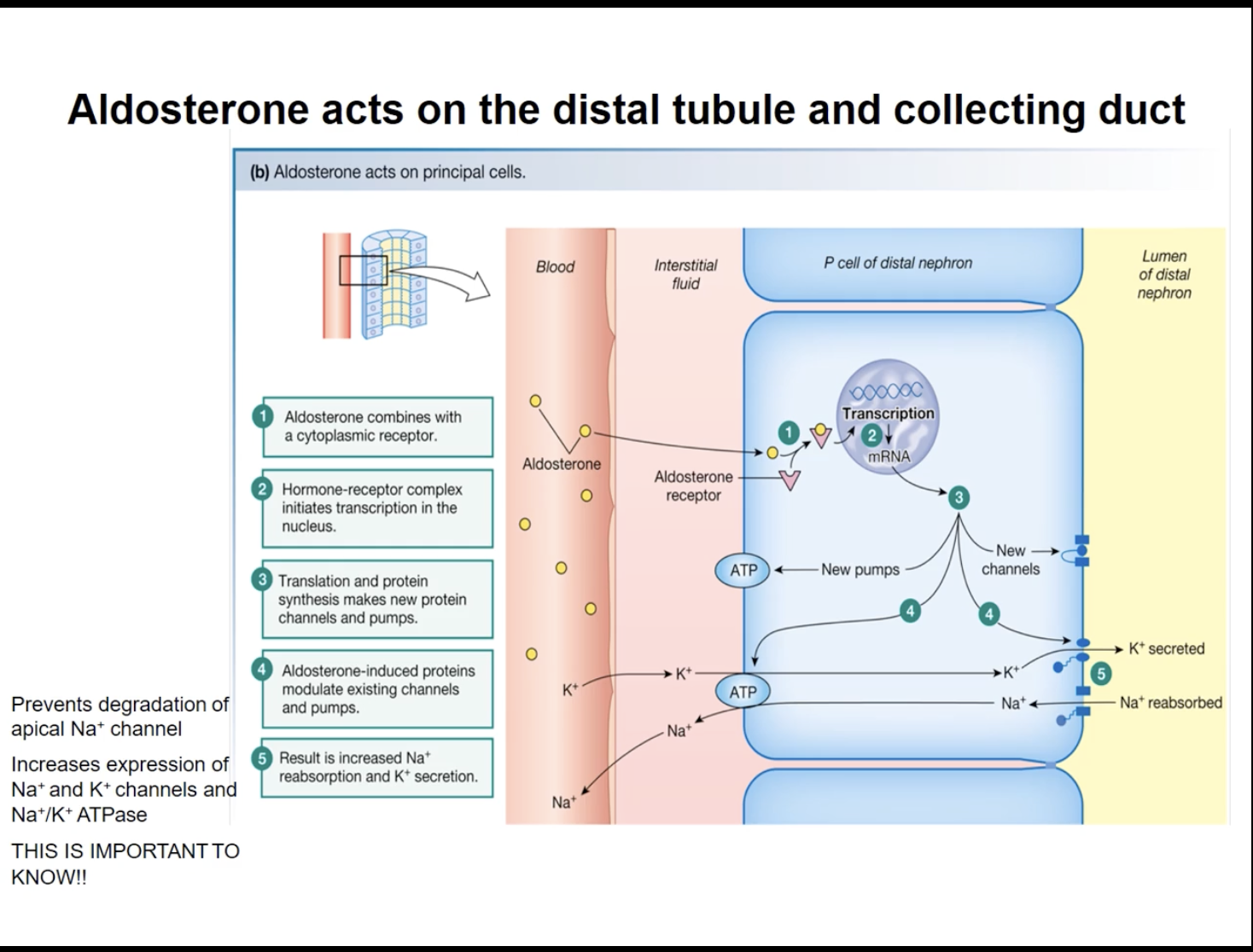 <ul><li><p>A steroid</p></li><li><p>Synthesized in the adrenal cortex (located right above the kidneys)</p></li><li><p>Function: regulates sodium levels</p><ul><li><p>Na+ reabsorption + retain water</p></li><li><p>K+ secretion</p></li></ul></li><li><p>Affects the distal tubule and the collecting duct</p></li></ul><div data-type="horizontalRule"><hr></div><p>Stimulus</p><ul><li><p>high potassium concentration</p></li><li><p>Angiotensin 2 (blood pressure)</p></li></ul><p>Pathway: negative feedback</p><ul><li><p>Simple (K+ concentrations)</p></li><li><p>Complex (renin-angiotensin 2) (blood pressure)</p></li></ul><p>Inhibitory</p><ul><li><p>high osmolarity in the extracellular fluid</p></li></ul><p></p>