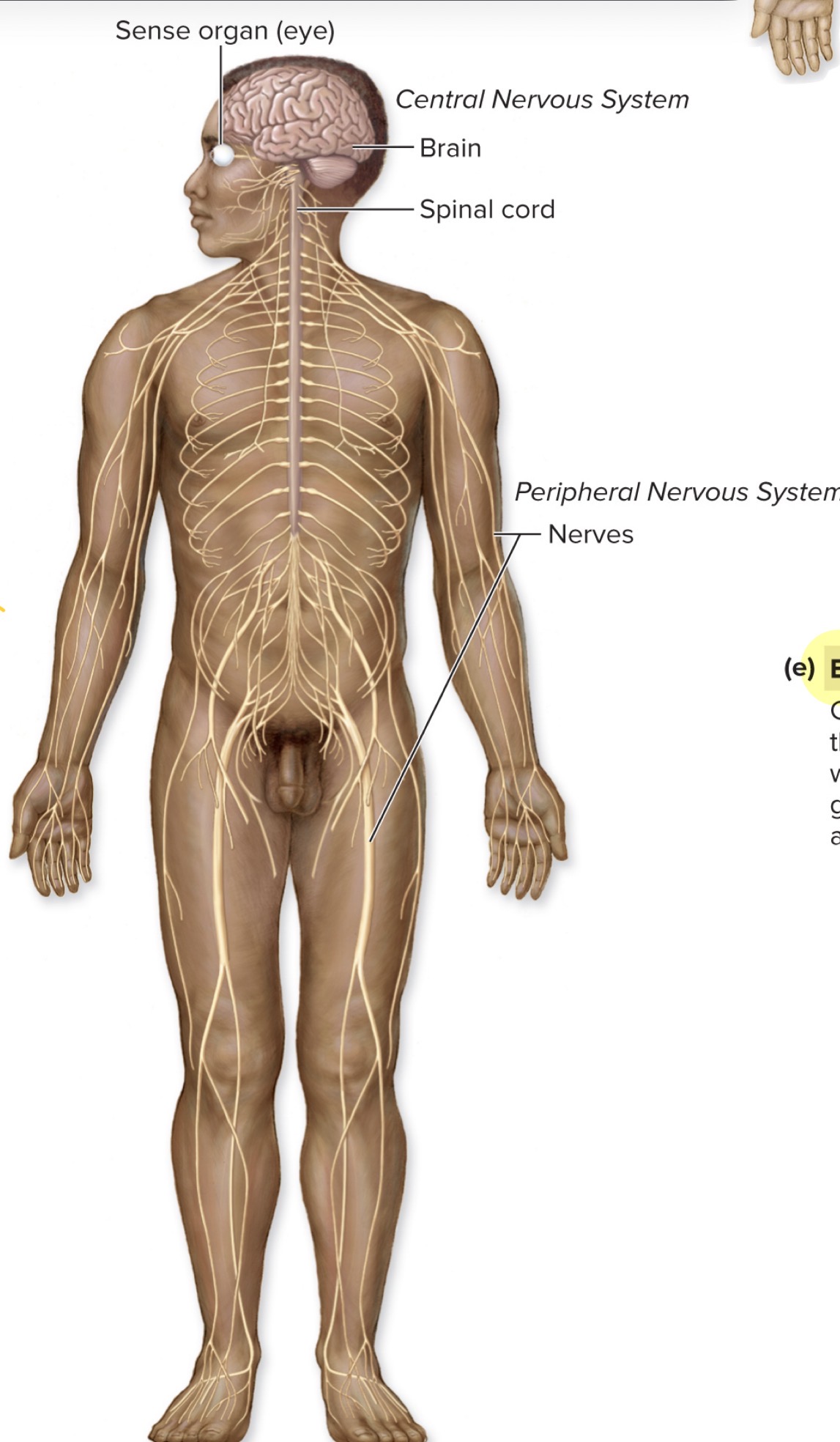 <p>what is the Nervous System</p>