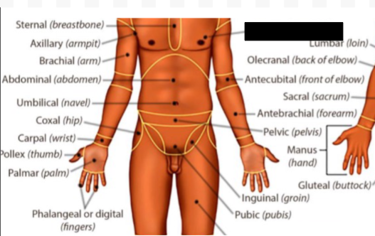 <p>what anatomical region is this?</p>
