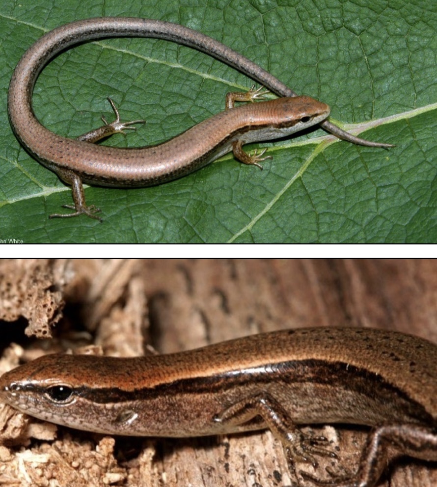 <p>Common Name: Little Brown Skink</p><p>Family: Scincidae</p><p>ID: slender; short limbs; smooth, shiny overlapping scales; two dark dorsolateral stripes from eye to tail; lower eyelid transparent; as with all skinks the dorsal and ventral scales are the same size</p><p>Basically statewide</p><p>Primarily fossorial</p>