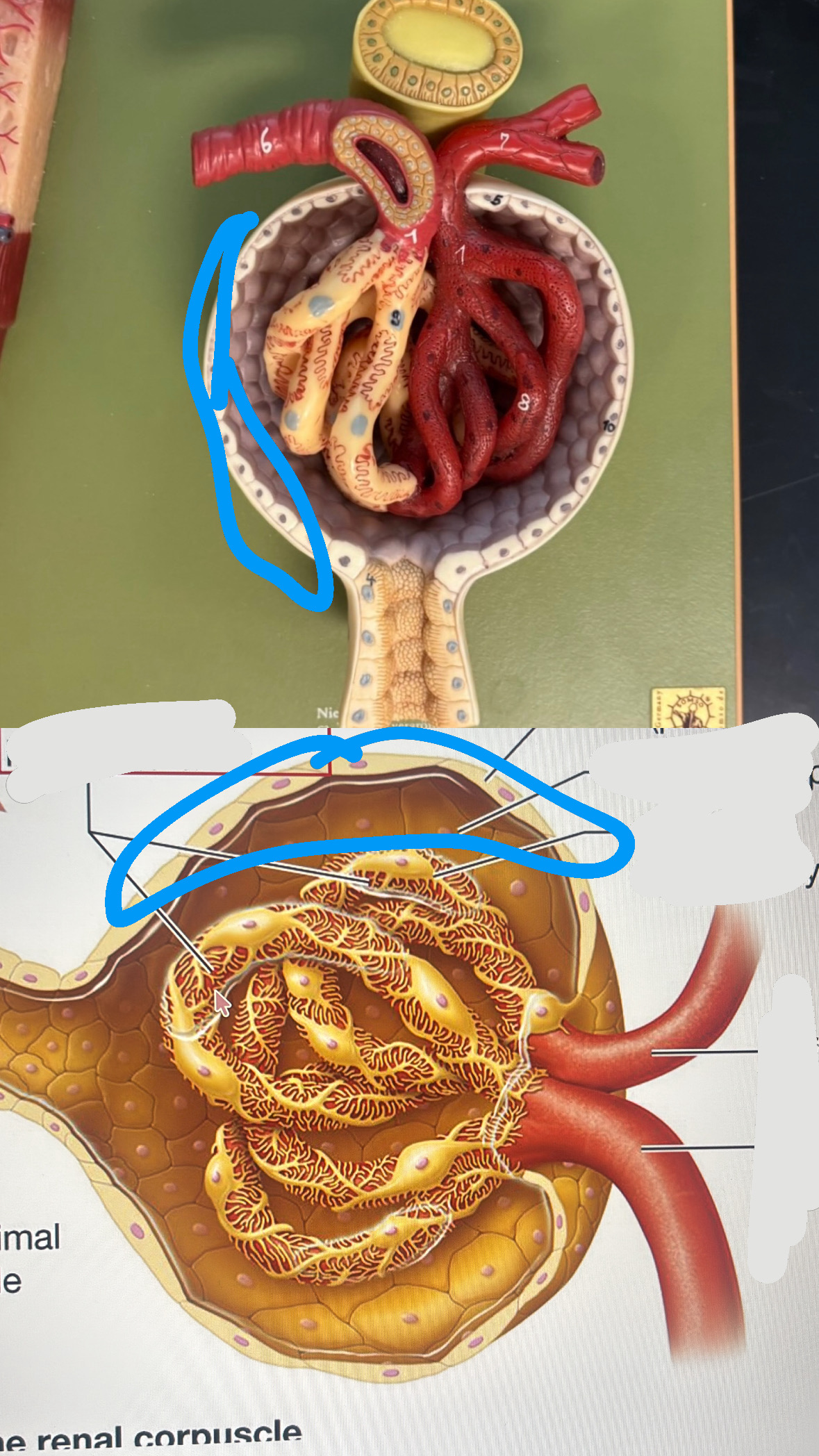 <p>parietal layer or glomerular capsule</p>