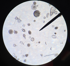 <p>• Ingestive (animal-like)</p><p>• Absorptive (fungus-like)</p><p>ex.) oomycetes and radiolarians</p>