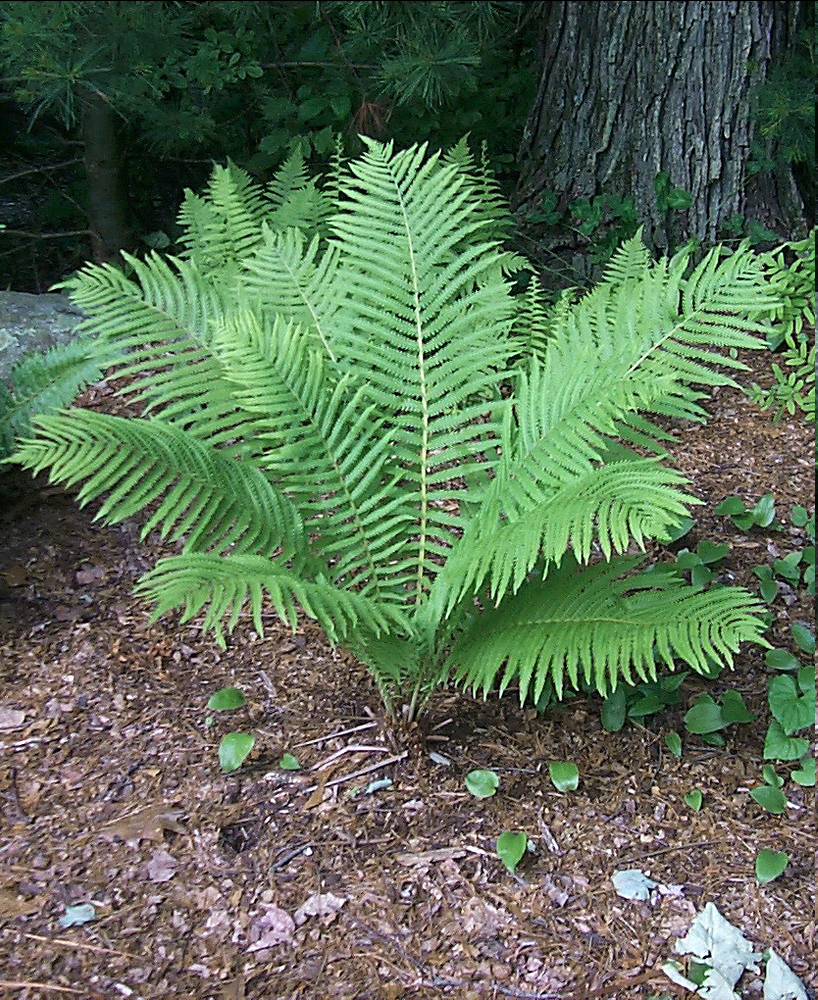 <p></p><p>A perennial fern belonging to the family Onocleaceae, commonly found in moist, shaded areas. It is characterized by its large, feathery fronds that can grow up to 2 meters tall, giving it a distinctive appearance.</p>