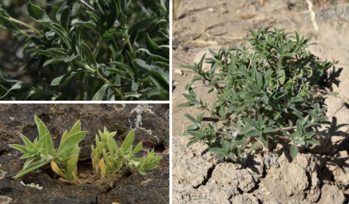 <ul><li><p>Kochia</p></li><li><p>Goosefoot family</p></li><li><p>INTRODUCED</p></li></ul><p></p>
