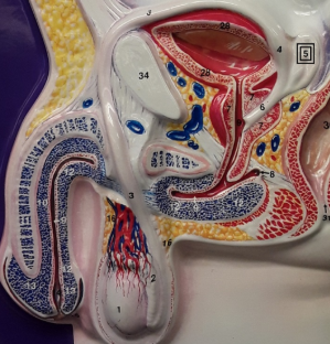 <p><span>Identify the structure marked with a "5"</span></p>