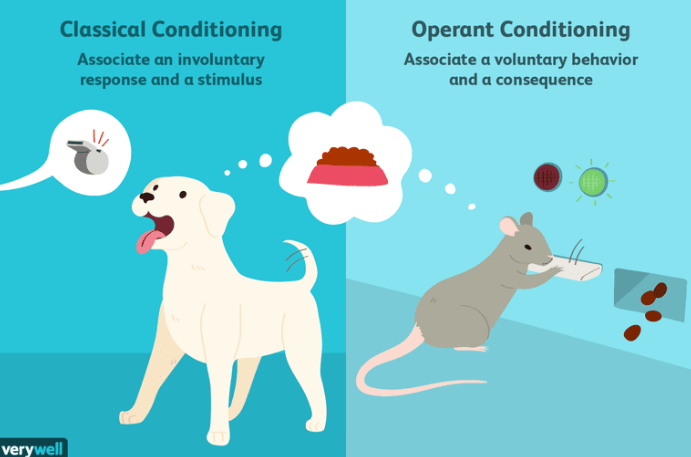 <p><span style="color: mediumseagreen !important;"><strong>Operant conditioning</strong></span><span> is a method of learning that occurs through </span><strong><u>rewards</u></strong><span> and </span><strong>punishments</strong><span> for behavior</span></p>