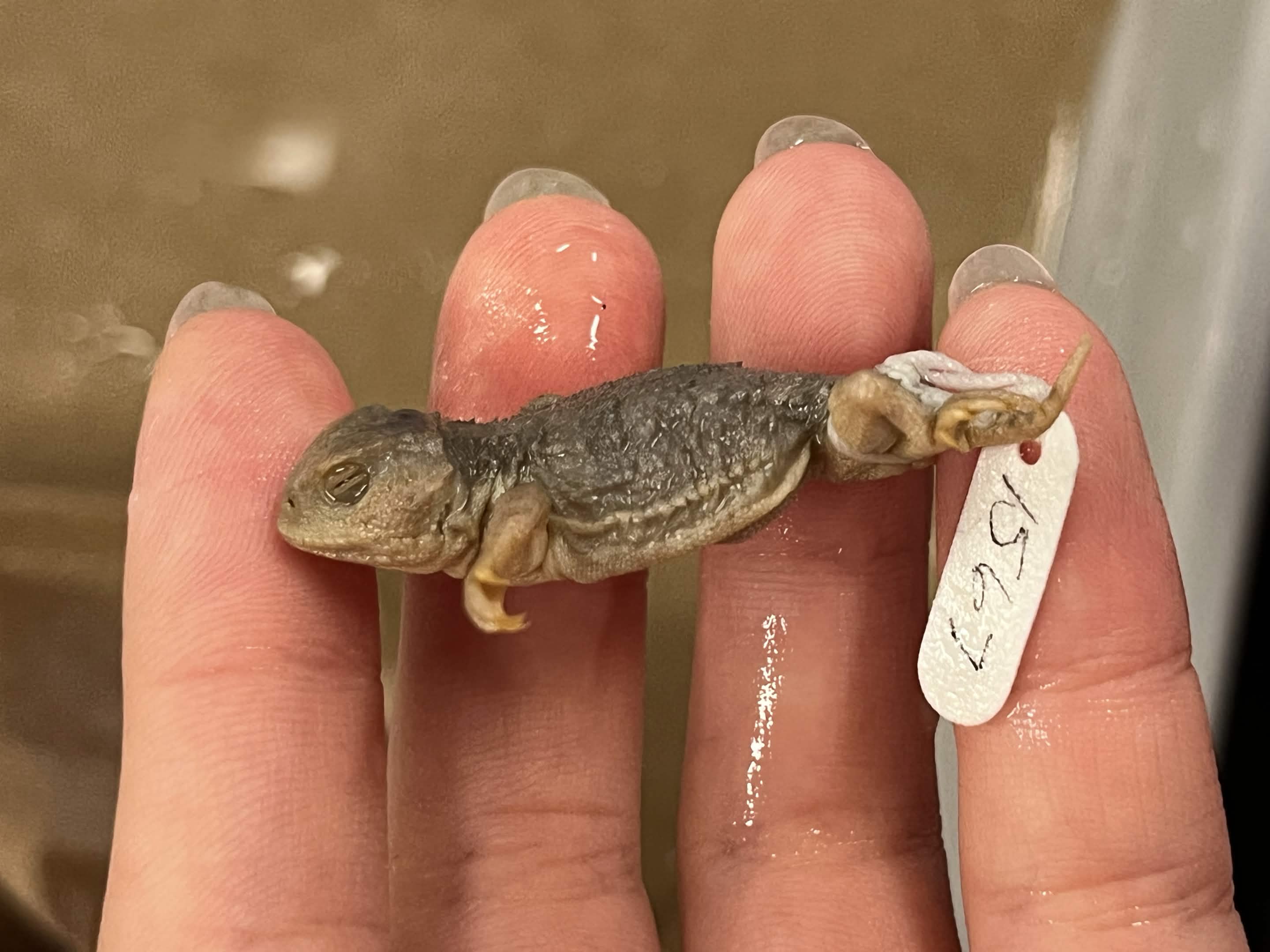 <p>Family + Species?</p><ul><li><p><strong>no horns</strong></p></li><li><p><strong>Tiny</strong></p></li></ul><p></p>