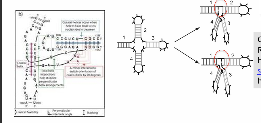 <ul><li><p><span>En su estructura secundaria plana (hoja de trébol), el tRNA contiene <strong>4 hélices A</strong> (brazos donde aparean las bases)</span></p></li><li><p><span>Al plegarse en su estructura terciaria (forma de «L»), estas 4 hélices se agrupan en <strong>2 pares de hélices coaxiales</strong> orientadas en dos ejes perpendiculares:</span></p><ul><li><p><span>Un eje continuo formado por el <strong>brazo T (<em>T arm</em>)</strong> y el <strong>brazo aceptor (<em>Acceptor stem</em>)</strong></span></p></li><li><p><span>Otro eje continuo formado por el <strong>brazo D (<em>D arm</em>)</strong> y el <strong>brazo del anticodón (<em>Anticodon arm</em>)</strong></span></p></li></ul></li><li><p><span>Interacciones tipo <em>A-minor</em> ayudan a estabilizar en un ángulo de </span><span style="line-height: 1.15;">90º</span><span> la disposición perpendicular entre ambos pares de hélices coaxiales</span></p></li></ul><p></p>