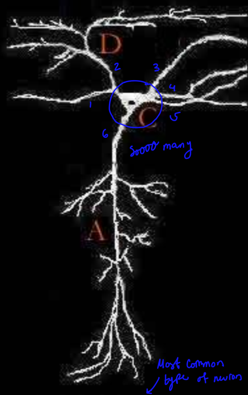 <p>multiple neurites coming off the soma </p><p>ex- motor neurons, interneurons </p>