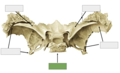 <p>Posterior view: This is the</p>