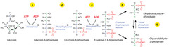 <p>2 ATP</p>