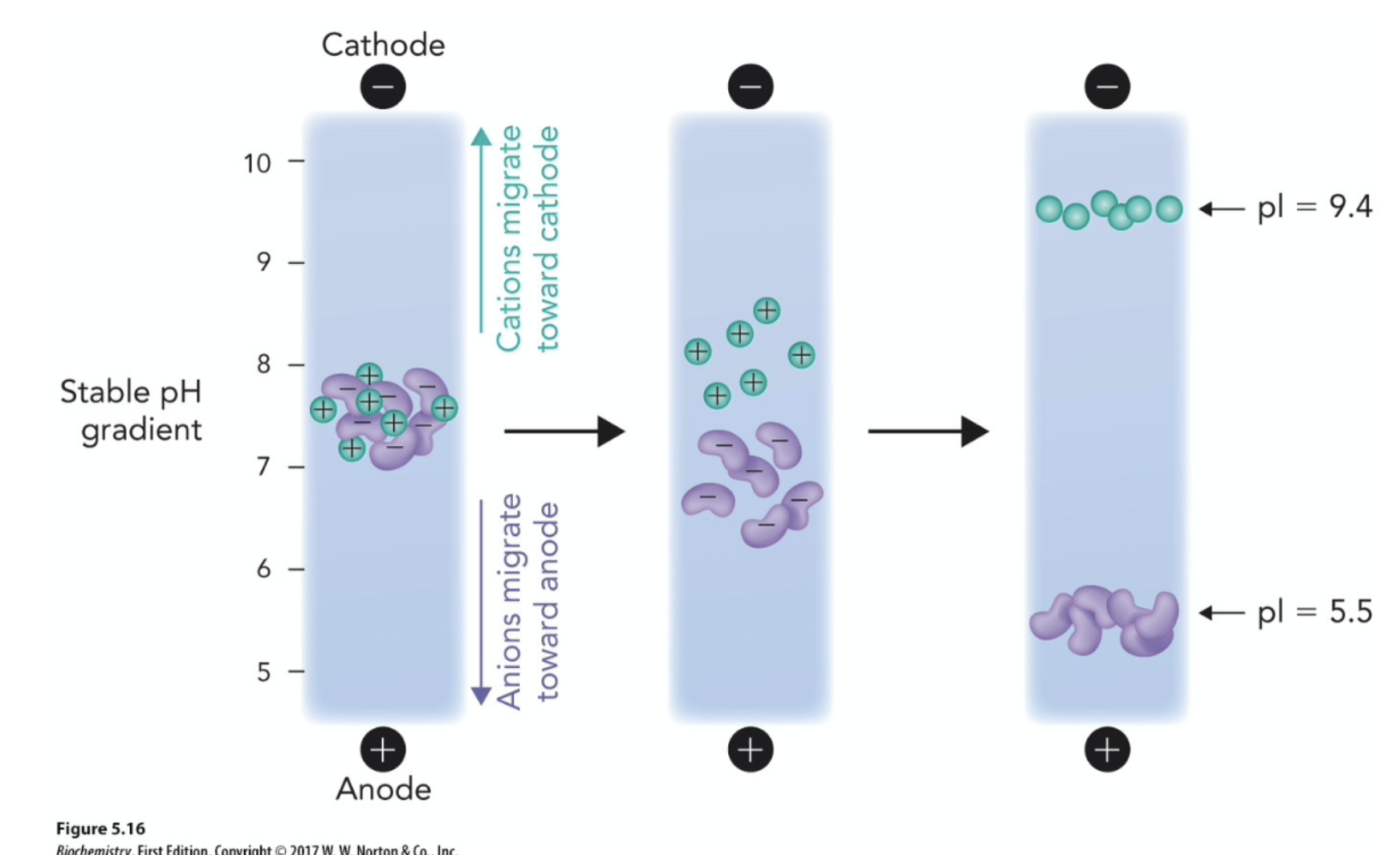 <p>Isoeletric focusing (IEF) is used to determine pI of a protein or separate proteins based on pI. Cations are attracted to the cathode and anions are attracted to the anode.</p>