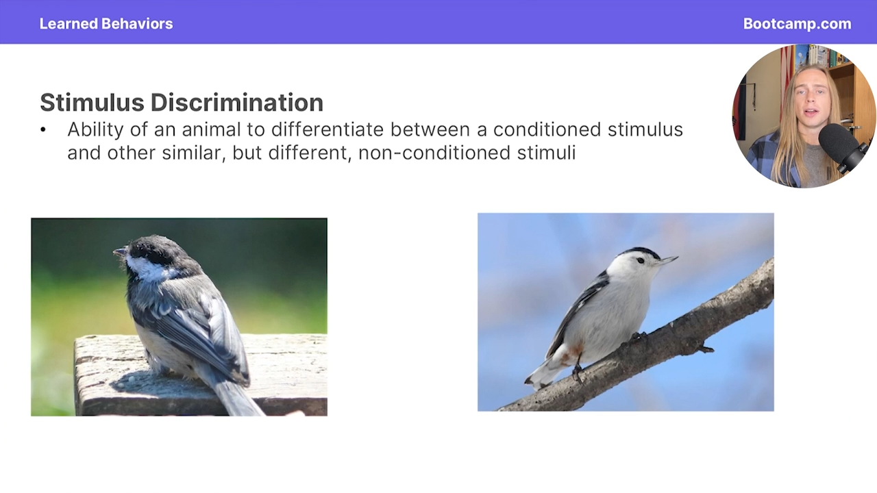 <p>the ability of an animal to differentiate between a conditioned stimulus and other similar but different, non-conditioned stimuli </p>