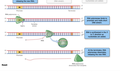 <p><mark data-color="yellow" style="background-color: yellow; color: inherit;">In bacteria, the RNA polymerase need this molecule to guide the RNA polymerase to the promoter to start initiation</mark></p>