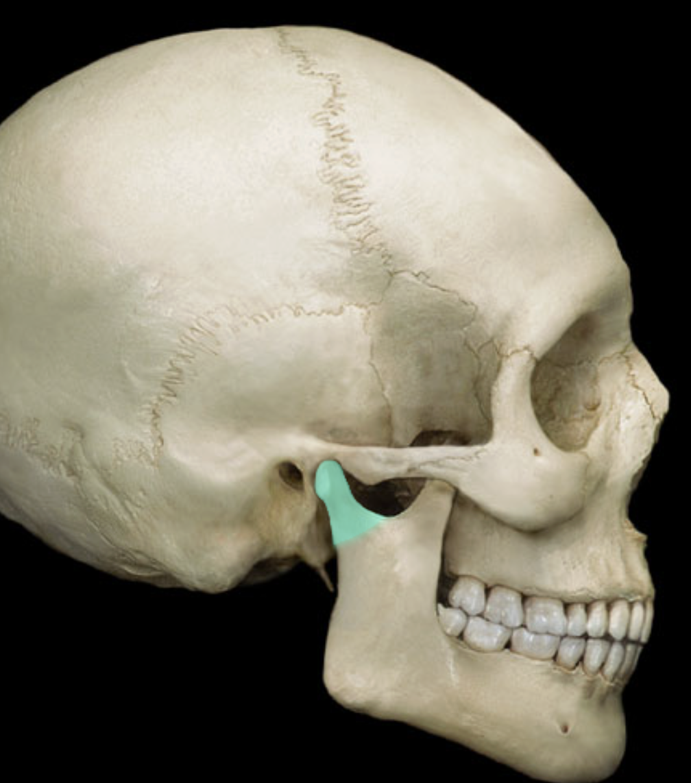 <ul><li><p>part of mandible</p></li></ul><p></p>