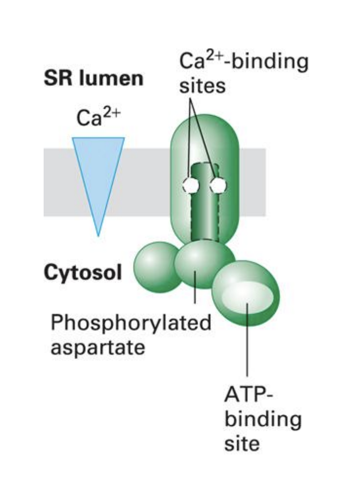 <p>P-class examples:</p><ol><li><p><span style="background-color: transparent;"><em>Ca2+ ATPase</em> = moves Ca2+ <strong><u>against</u></strong> concentration gradient</span></p><ul><li><p>in <strong><u>muscle</u></strong> cells</p></li><li><p><strong><u>cytosol</u></strong> to <strong><u>SR lumen</u></strong></p></li><li><p>contains <strong><u>2</u></strong> Ca2+-binding sites</p></li></ul></li></ol><p></p>