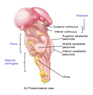 <p>midbrain</p>