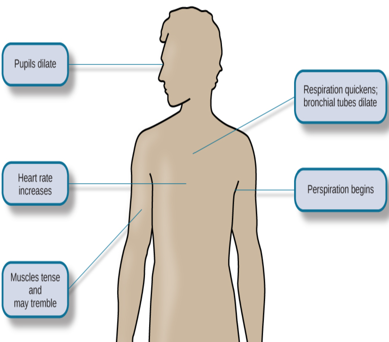<p>During fight-or-flight:</p><ul><li><p><strong>Pupils dilate</strong></p></li><li><p><strong>Heart rate increases</strong></p></li><li><p><strong>Breathing (respiration) quickens</strong></p></li><li><p><strong>Bronchial tubes dilate</strong></p></li><li><p><strong>Perspiration (sweating) increases</strong></p></li><li><p><strong>Muscles tense or tremble</strong></p></li><li><p><strong>Adrenal glands release epinephrine (adrenaline) and norepinephrine (noradrenaline)</strong></p></li></ul><p></p>