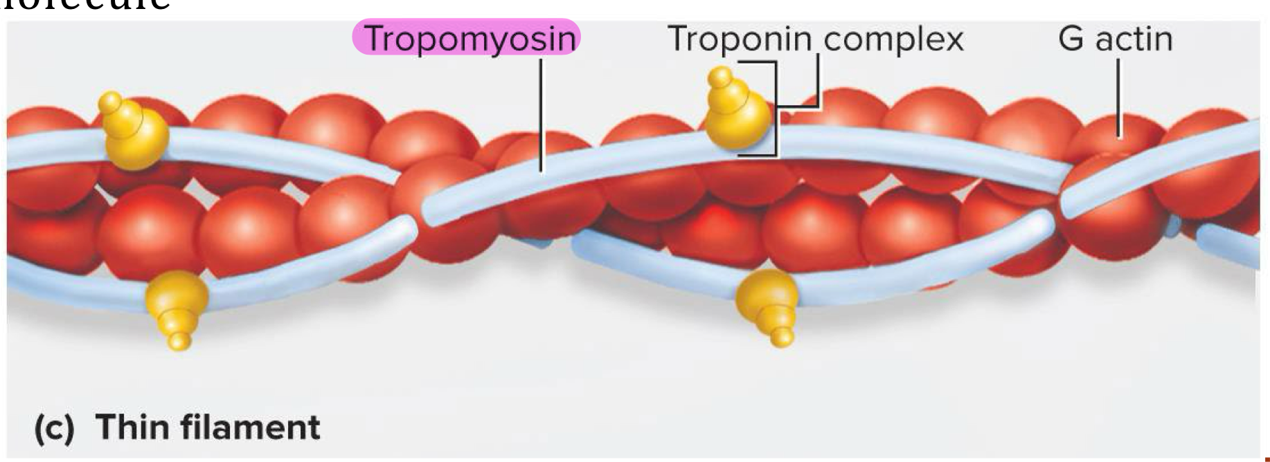<p>Long protein that runs along actin strands and block the myosin binding sites at rest → each tropomyosin molecule blocks 6-7 active sites</p>