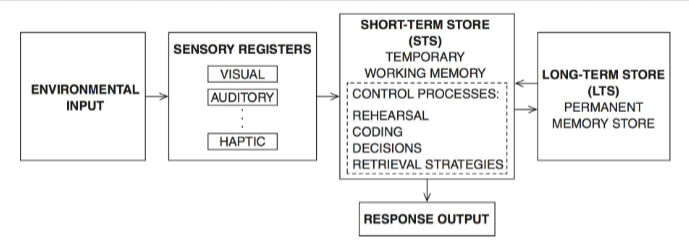 <p>environmental input → sensory registers (visual, auditory, and haptic) → short-term store (rehearsal, coding, decision, retrieval strategies) → response output/long-term store</p>