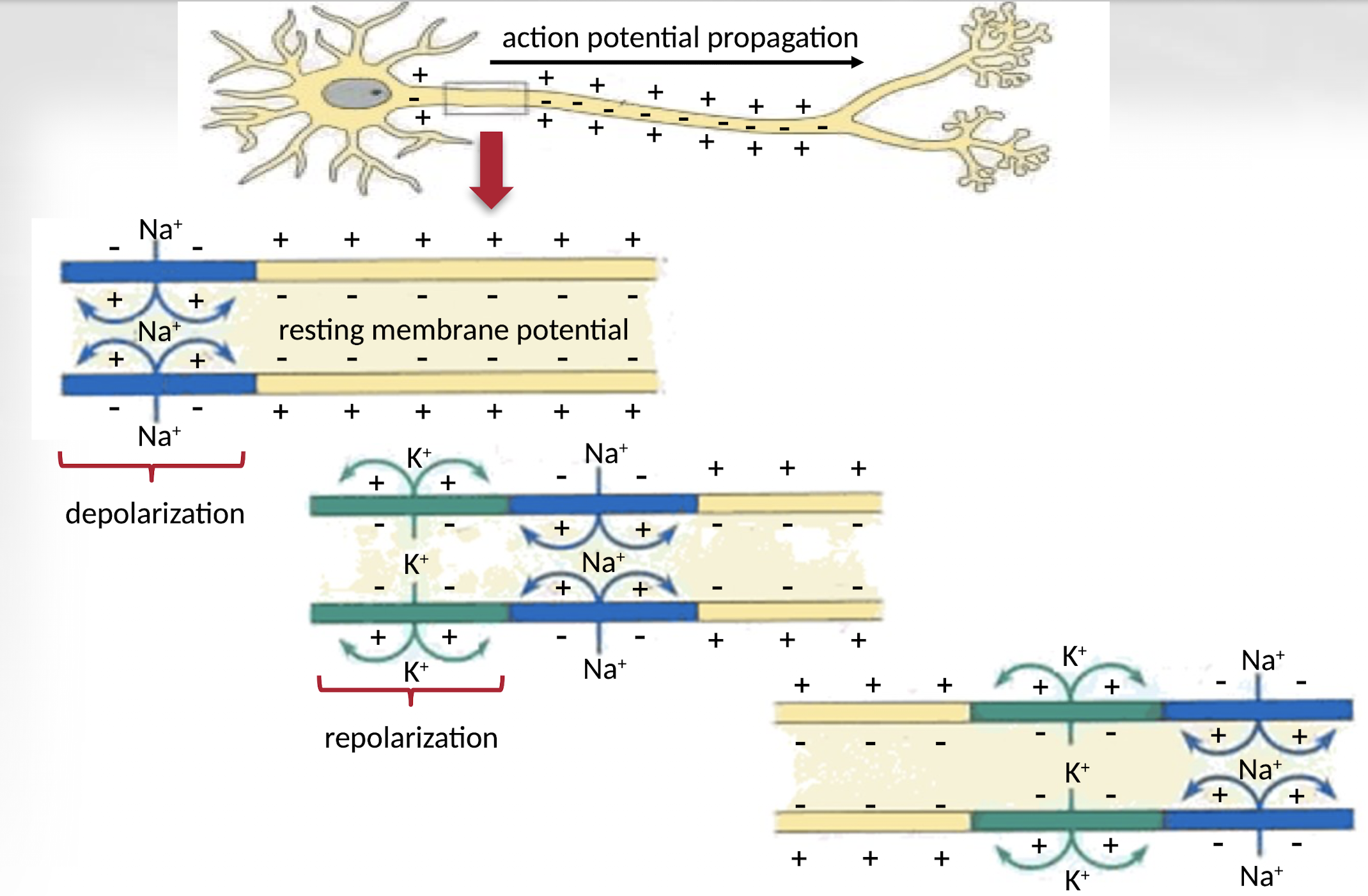 <p>During depolarization, sodium ions enter the neuron causing a positive charge, while during repolarization, potassium ions exit the cell restoring the negative resting membrane potential.</p>