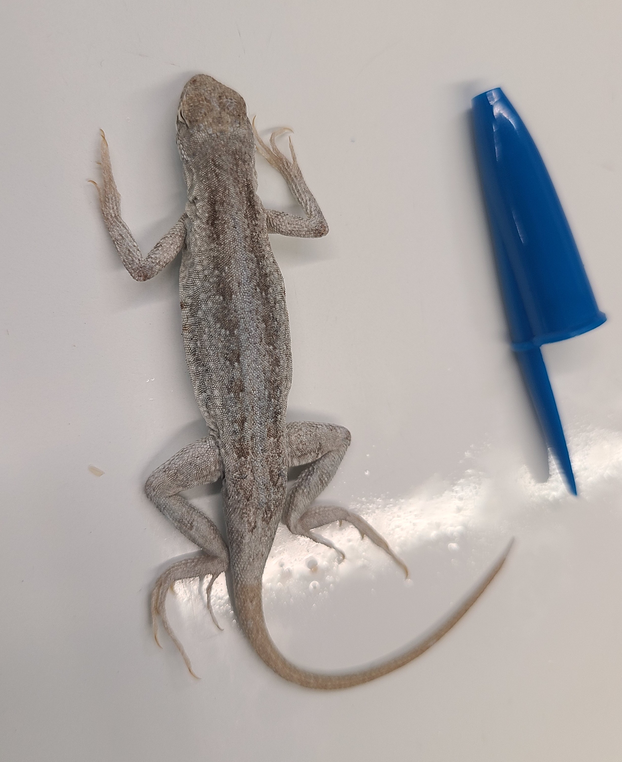 <p>Order and Family of Holbrookia propinqua</p>