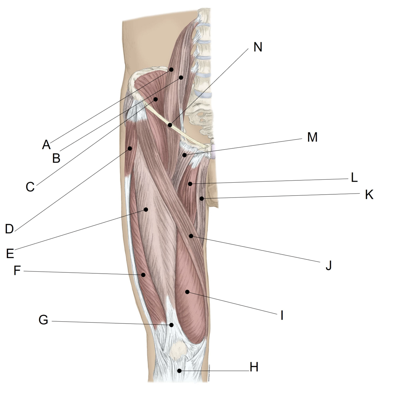 <p><span>Match the LETTER (A-N) with the anatomical structure it is labelling.</span></p>