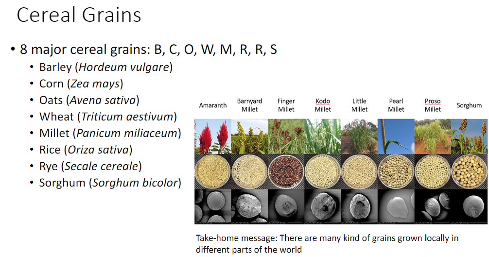 <p><strong>8 Major Cereal Grains</strong><br> • <strong>B</strong> → Barley (<em>Hordeum vulgare</em>)<br> • <strong>C</strong> → Corn (<em>Zea mays</em>)<br> • <strong>O</strong> → Oats (<em>Avena sativa</em>)<br> • <strong>W</strong> → Wheat (<em>Triticum aestivum</em>)<br> • <strong>M</strong> → Millet (<em>Panicum miliaceum</em>)<br> • <strong>R</strong> → Rice (<em>Oriza sativa</em>)<br> • <strong>R</strong> → Rye (<em>Secale cereale</em>)<br> • <strong>S</strong> → Sorghum (<em>Sorghum bicolor</em>)</p>